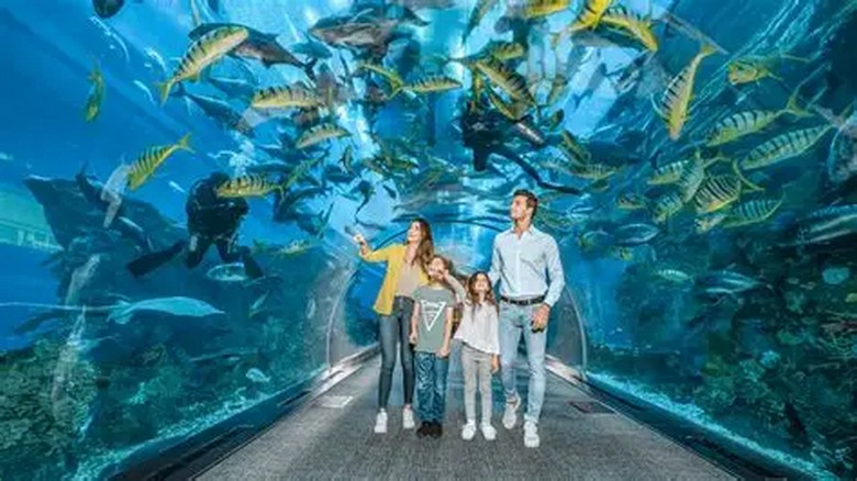 Gia đình có con nhỏ vui chơi tại thủy cung trong trung tâm thương mại Dubai Mall