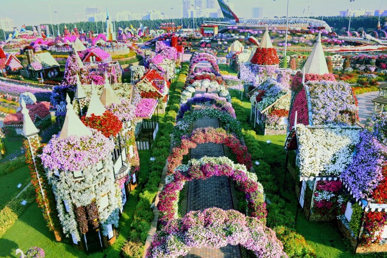Toàn cảnh vườn hoa Miracle Garden Dubai với hàng nghìn bông hoa rực rỡ